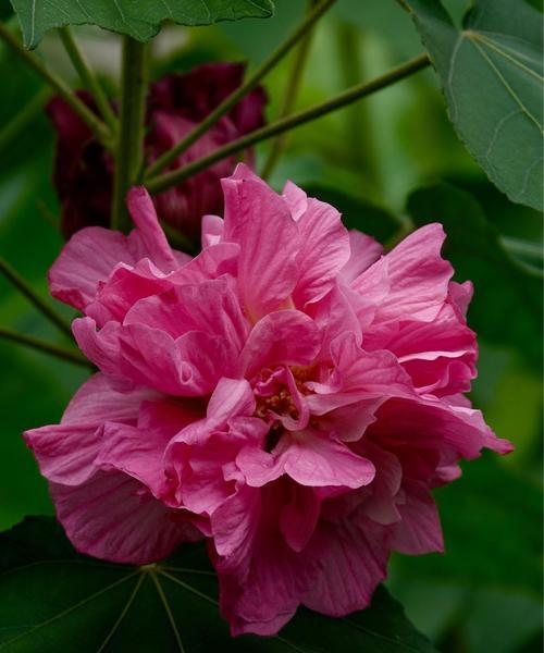 芙蓉花的花语和寓意（揭秘芙蓉花的文化内涵）