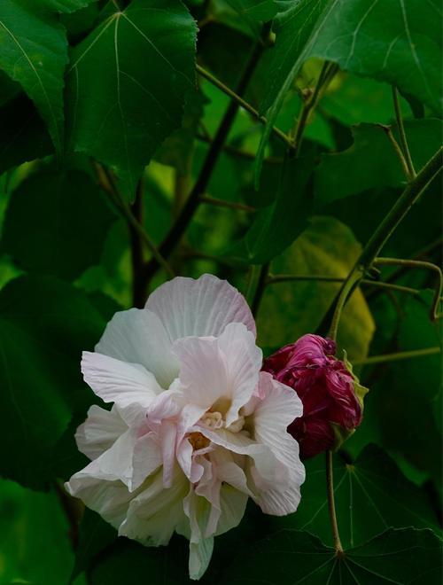 芙蓉花的花语及代表意义（探寻芙蓉花的深层内涵）