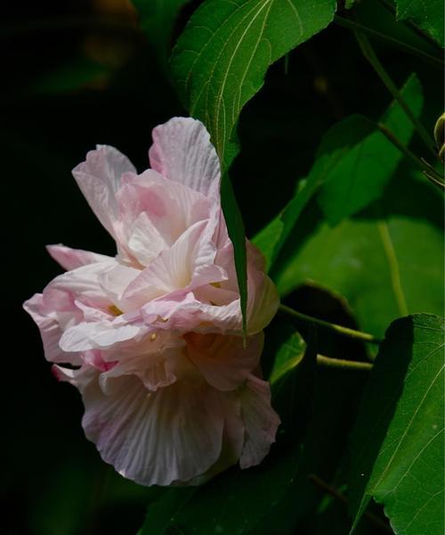 木芙蓉花语的意义（探寻木芙蓉的文化内涵与象征意义）