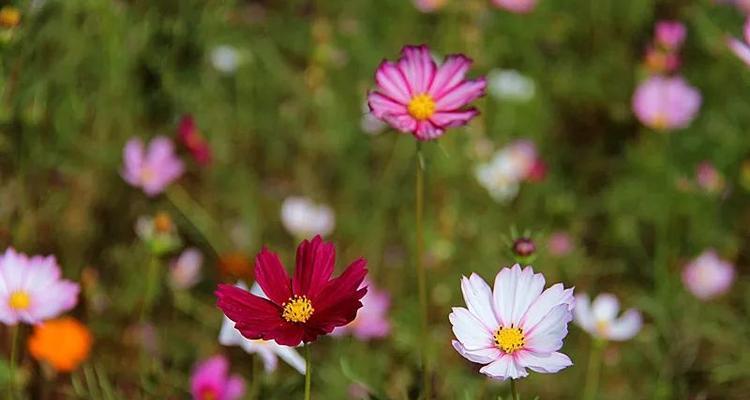 格桑花的寓意与花语（探寻格桑花的含义和象征）