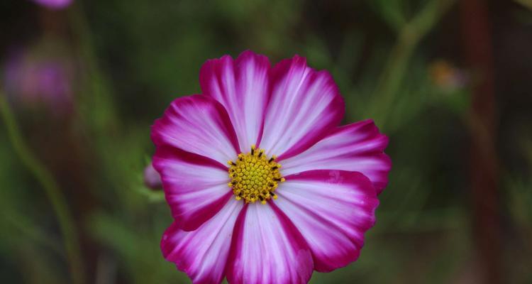 格桑花花语（坚韧不屈的生命力与自由奋斗的意义）