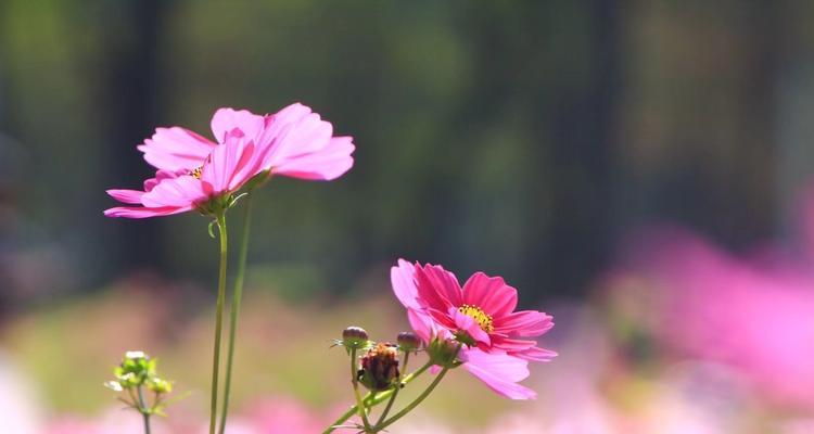 格桑花的花语与寓意（探寻格桑花的深意）