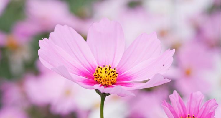 格桑花花语的象征与寓意——恒久的坚韧与美丽（格桑花花语的启示）