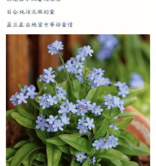 花开花落，情意绵绵（探寻花语之美）