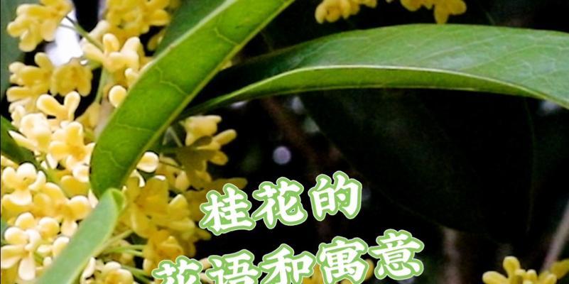 桂花的花语和象征（桂花的花语与文化内涵）