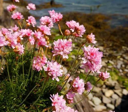 以海石竹的花语为主题的文章（探索海石竹的花语与意义）