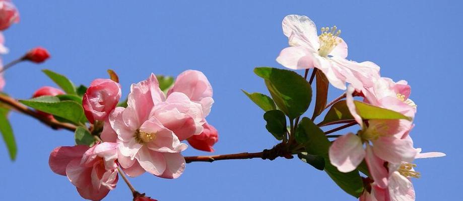 海棠花的花语与传说（追寻红颜之谜）