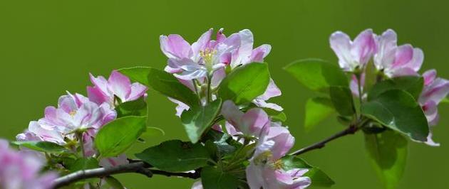 海棠花的象征意义及花语解读（探索海棠花的内涵与美丽）