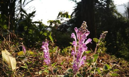 韩信草的花语（逆境中绽放的希望之花）