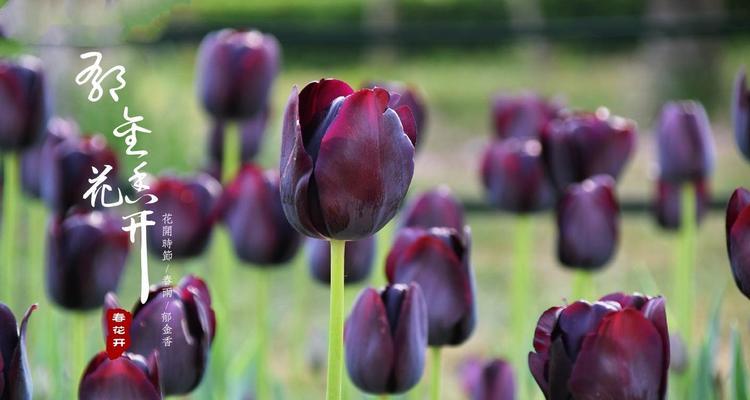 黑郁金香花语（黑郁金香的独特之美与意义）