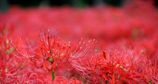 红花石蒜的美丽花语（透过花语解读红花石蒜的深意）