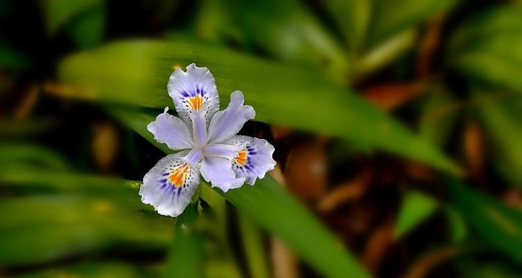 蝴蝶花的美丽与寓意（探寻蝴蝶花的神秘世界）