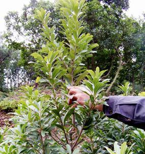 杨梅病虫害防治技术与方法措施（科学种植防治）