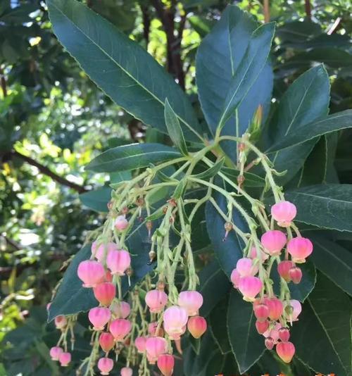 杨梅的开花结果季节及栽培技巧（了解杨梅的生长周期）