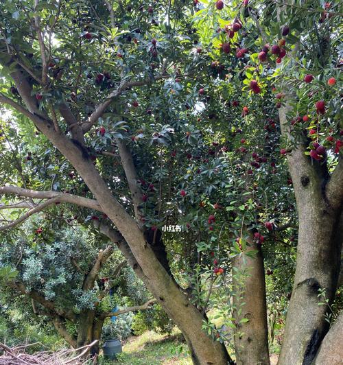 在院子里种植杨梅树的优点与方法（适合种植的场地）