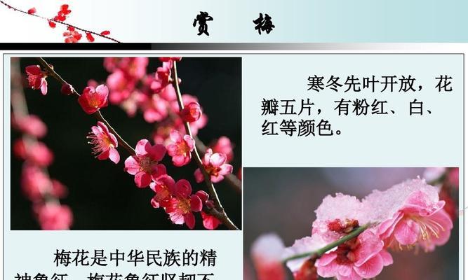 杨梅树开花时间及生长特点（了解杨梅树开花时间）