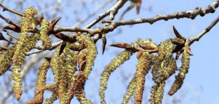 杨树开花时机及花朵特征解析（了解杨树开花时间）