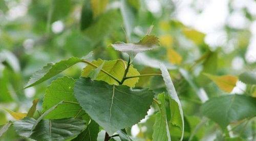 杨树是被子植物吗（解析杨树的分类特点与生物学特征）