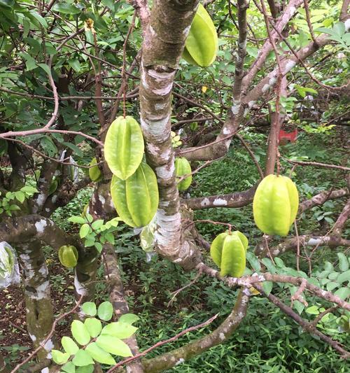 杨桃的成熟季节与上市时间（杨桃上市的时间及其营养价值）