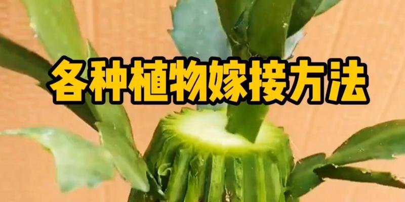 嫁接杨桃技巧大揭秘（从什么时候开始嫁接杨桃）