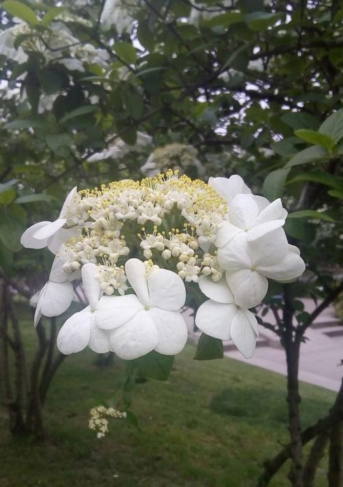 扬州市花——琼花的象征与寓意（探寻琼花的历史渊源和文化内涵）