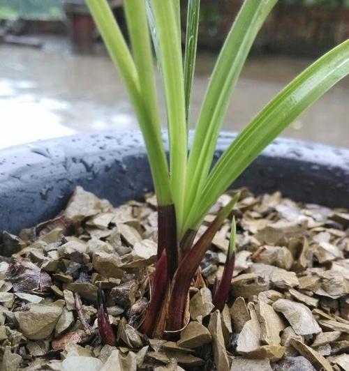 用羊粪种兰花，真的可行吗（探究羊粪在兰花种植中的应用）