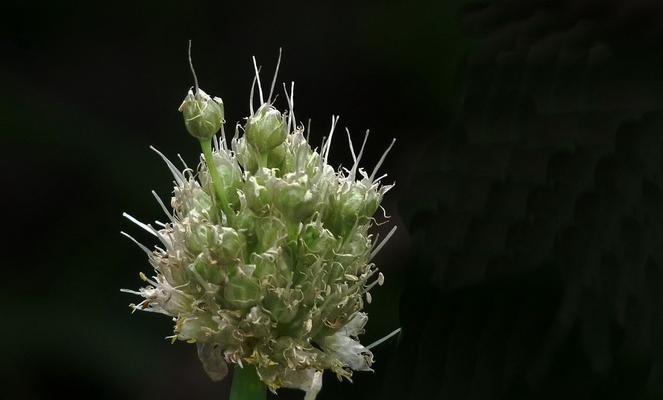 洋葱开花的神秘之美（洋葱开花的样子）