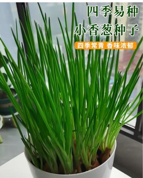 洋葱种植季节选择与技巧（如何在正确的时间种植洋葱）