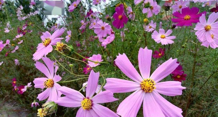 格桑花（探寻格桑花的寓意与魅力）