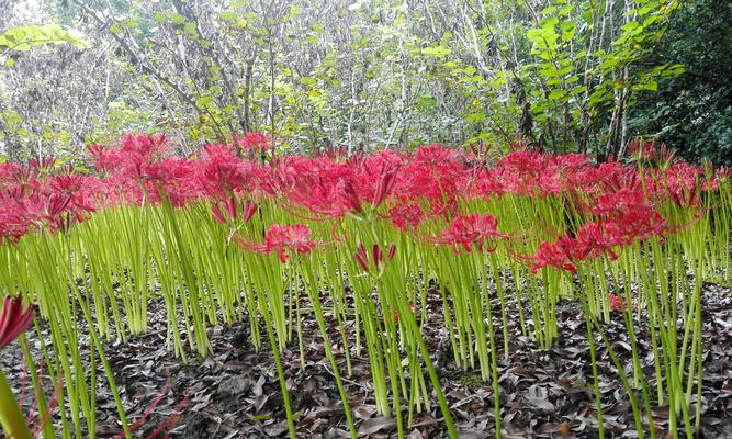 龙爪花之寓意与象征（探索这一神秘的植物）