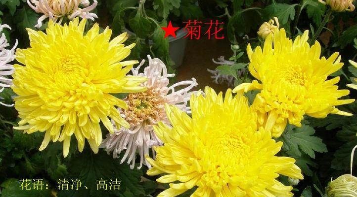 绿菊花的花语与寓意（探索绿菊花的花语及其神秘背后）