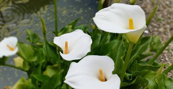 马蹄莲花的花语与意义（美丽的马蹄莲）