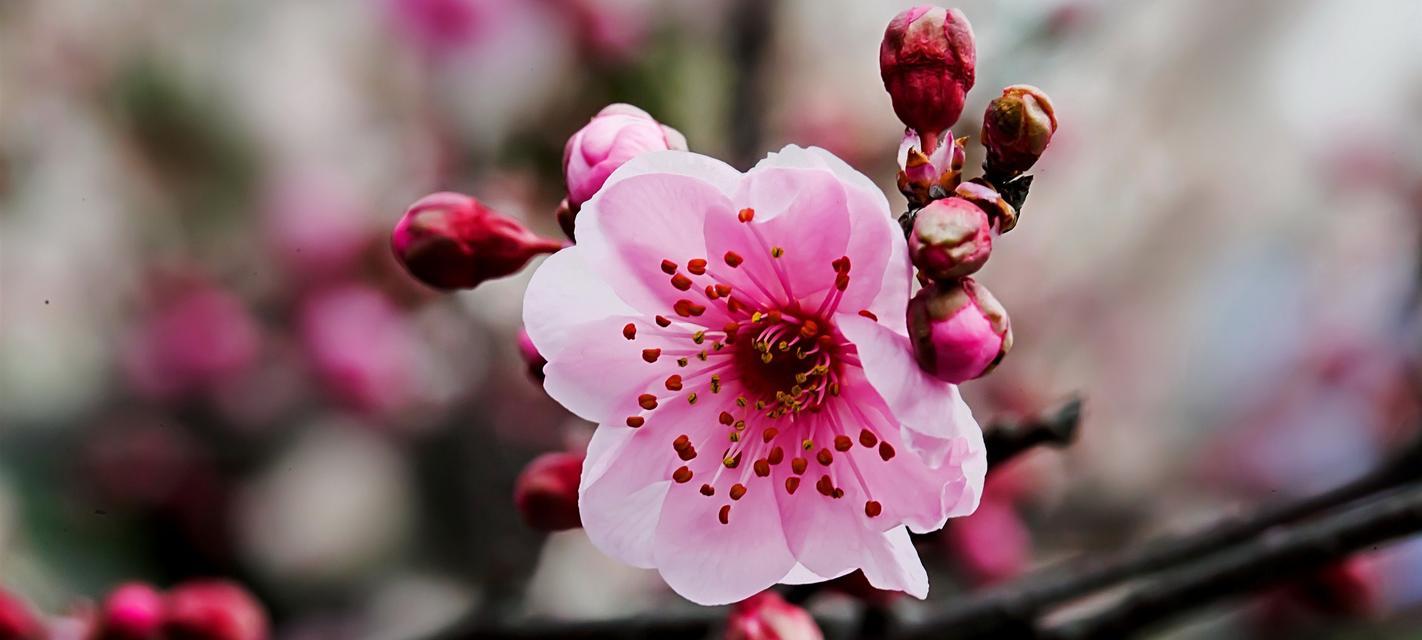 梅花生肖之谜（揭秘梅花代表的生肖象征）