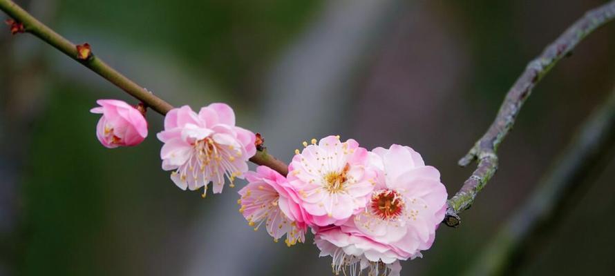 梅花的花语与象征寓意（深寒中的坚韧之美）