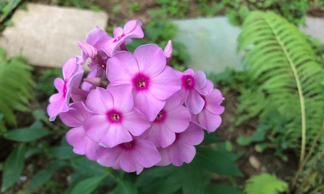 美女樱花的花语与寓意（探寻美女樱花的深意）