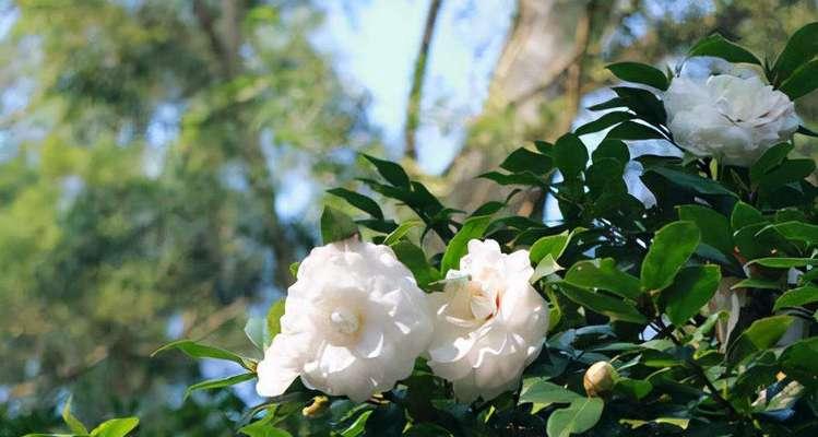 菩提花的花语——觉醒与智慧（以菩提花的花语探寻内心的启迪与智慧）