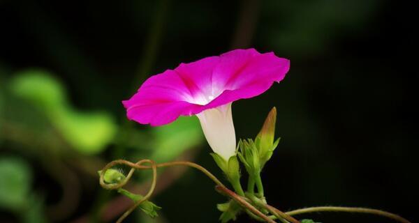 牵牛花的象征意义与传说（揭秘牵牛花的神奇魅力）