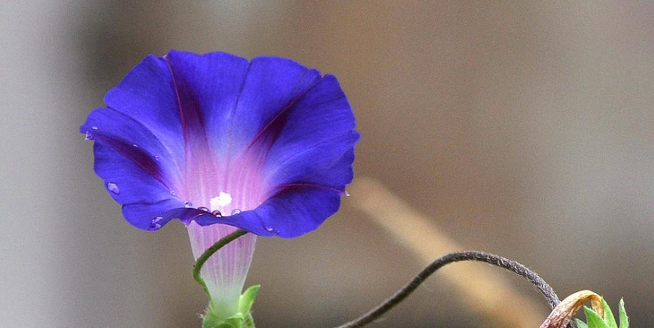 牵牛花——爱的象征与寓意（牵牛花花语揭示爱情真谛）