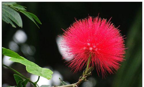 绒花（美丽的绒花盛开在花海中）