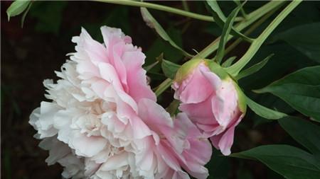 芍药花的寓意与象征（探索芍药花的丰富内涵与深远象征）