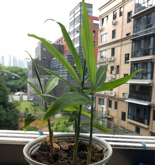 姜花种植方法与注意事项（如何在家中种植姜花）