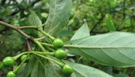 姜是单子叶植物——解析姜属植物的特点（探究姜属植物的单子叶特征及其适应环境）