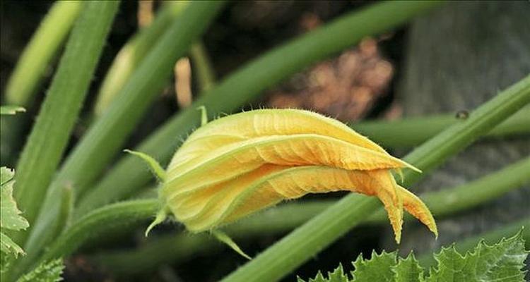 角瓜花的营养与功效（探究角瓜花的药食兼用价值）