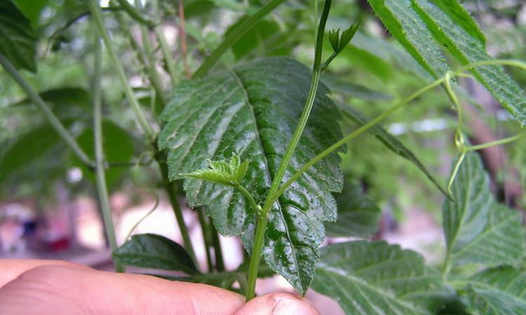 绞股蓝——一种珍贵的草本植物（探秘绞股蓝的生长环境）