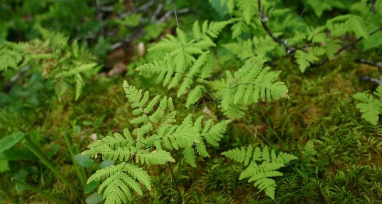 节节草是蕨类植物吗（探究节节草的分类）