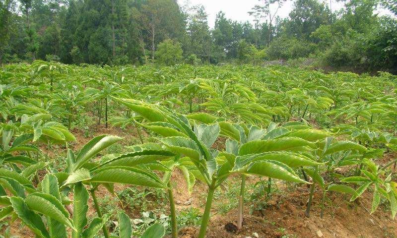 用土养花，让你的花园节节高升（自然、环保的土壤养护法）