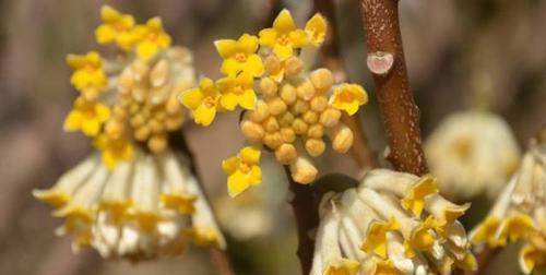 结香花的养殖方法和注意事项（快速掌握结香花的生长技巧）