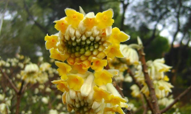 结香花香味有毒吗（了解结香花的毒性及对人体健康的影响）