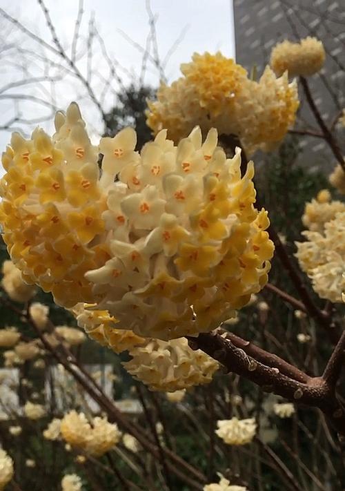 结香开花时间及详细介绍（探究结香开花的特点和注意事项）