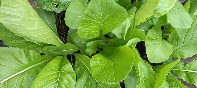 芥菜播种时间的最佳选择（掌握芥菜种植的技巧）